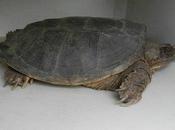 Might Wildlife Rehabilitator