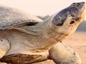 Scientists Study ‘talking’ Turtles Brazilian Amazon