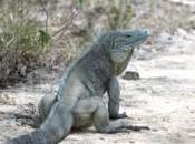 Fate Grand Cayman’s Blue Iguanas