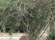 Callistemon Rigidus
