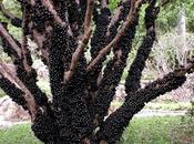 Strange Unusual Fruits