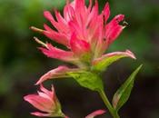 Alpine Paintbrush Castilleja Rhexifolia