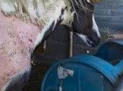 Mystery Illness Attacks California Horses Fukushima?