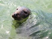 Ives Honeymoon 10-13