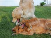 Eccentric Dogs Horsing Around