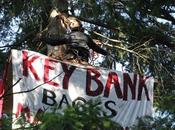 Island Youth Climbs Tree Protest Visconsi Development