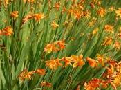 Crocosmia Crocosmiiflora