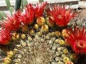 Have Ever Taken Real Close Look Cactus Bloom?