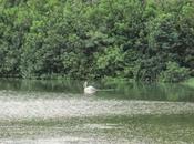 Pelicans Spotted Adyar Creek