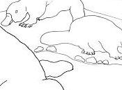 PLATYPUS Coloring Page