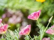 Harrogate Flower Show