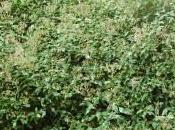 Eupatorium Ligustrinum