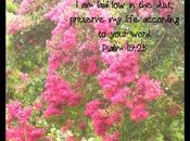 Word Week Psalm 119:25
