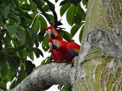 Amazing Animals from Peninsula Costa Rica