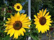 Sunflowers Here
