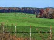 Cattle Upon Thousand Hills